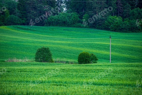 Preview: Green Meadow Under Blue Sky In Countryside In Summer