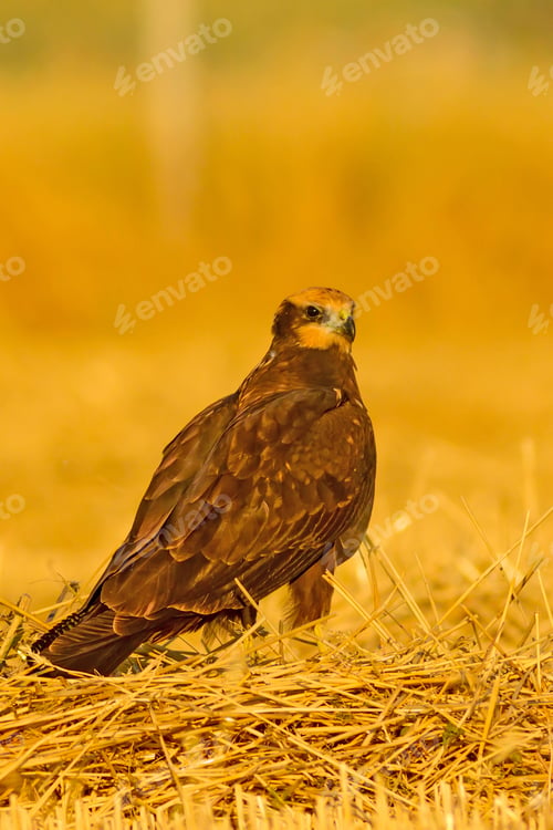 Preview: Bird Of Prey. Yellow Nature Background. Bird: Western Marsh Harrier.Circus Aeruginosus.
