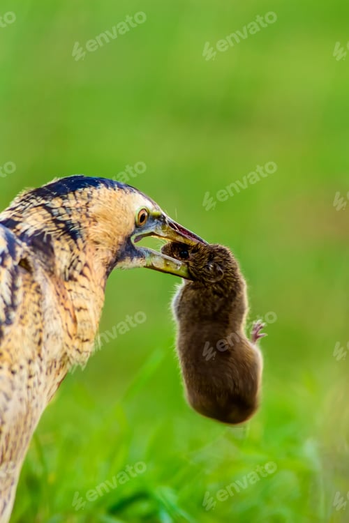 Preview: Wild Bird. Green Nature Background.