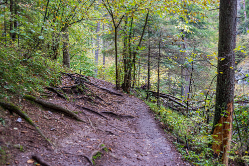 Preview: Wet Damp Hiking Tourist Trail With Snow Leftovers On The Sides. Perspective In Forest