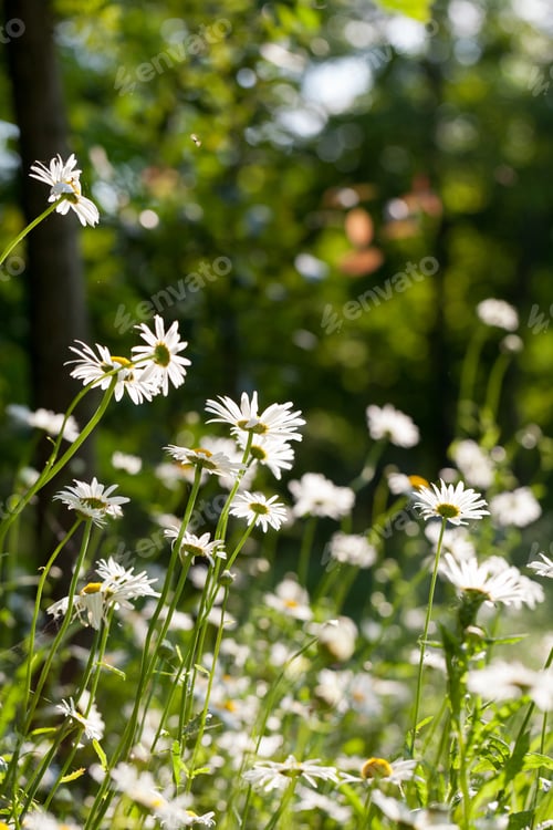 Preview: Beautiful Daisies With Natural Background