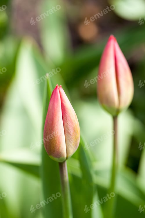 Preview: Group Of Red Tulips With Natural Background