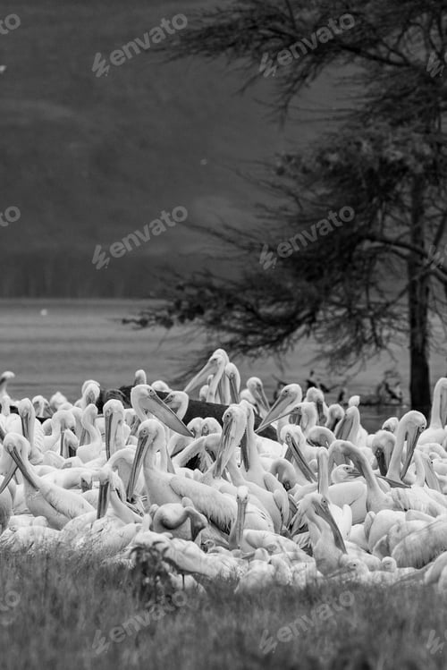 Preview: Great White Pelicans In Lake Nakuru National Park - Kenya, Africa.