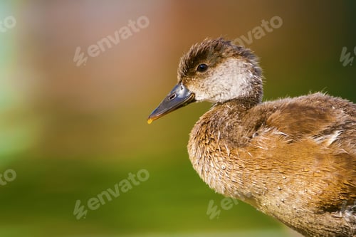 Preview: Duck Portrait. Nature Background. Common Duck: Red Crested Pochard.