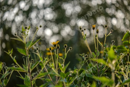 Preview: Countryside Garden Flowers On Blur Background And Green Foliage In Summer