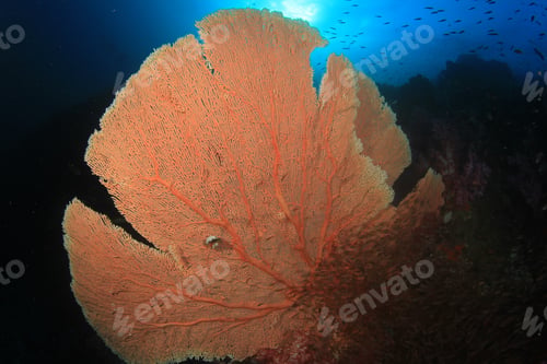 Preview: Coral Fish Underwater Ocean