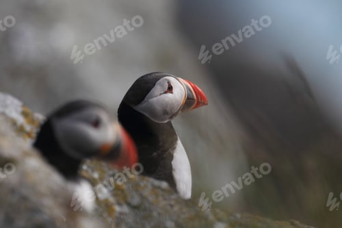Preview: Atlantic Puffin Or Common Puffin, Fratercula Arctica, Norway