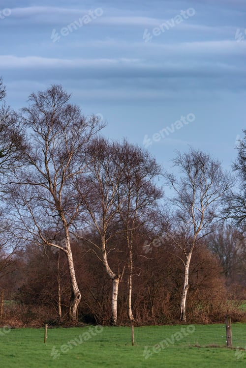 Preview: Birches In Meadow Against Dark Cloudy Sky.