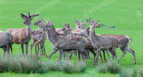 Preview: Deers In Sainte Croix, France
