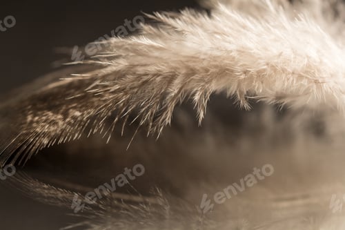 Preview: Black And White Photo Of Rooster Feather With Details And Reflexions