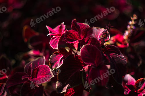 Preview: Red And Green Leaves Of The Coleus Plant, Close Up.