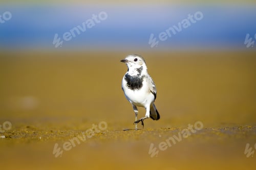 Preview: Cute Bird. Black White Little Bird. Yellow, Blue Nature Background. White Wagtail / Motacilla Alba