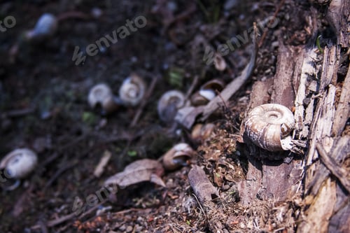 Preview: Snail Shells