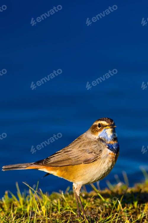 Preview: Cute Bird. Blue Water Background. Bird: Bluethroat / Luscinia Svecica.