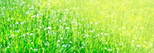 Preview: Blurred. White Bright Daisy Flowers On A Background Of The Summer Landscape.