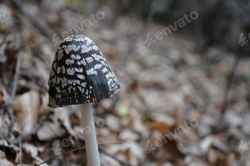 Preview: Mushroom In Autumn