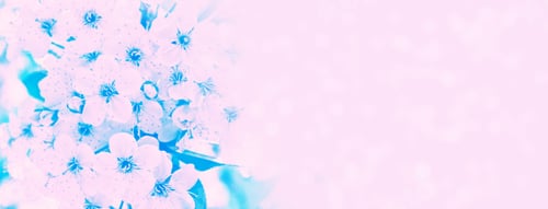 Preview: Blossoming Branch Cherry. Bright Colorful Spring Flowers