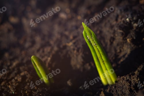 Preview: Growing Little Green Sprouts Of Young Plants In Sunlight