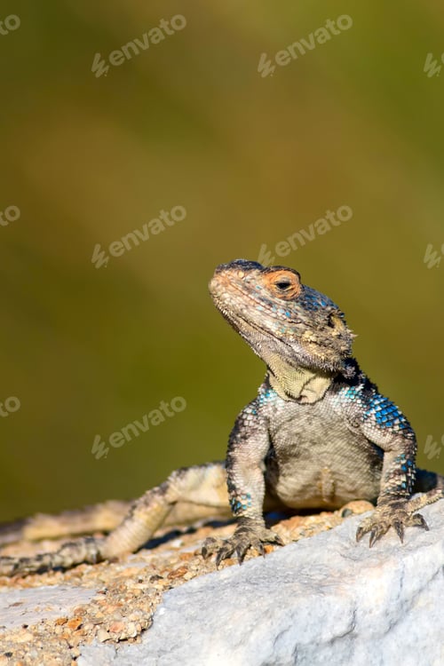 Preview: Cute Chameleon. Green Nature Background.