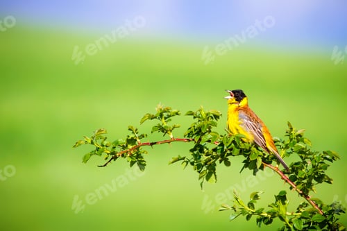 Preview: Cute Singing Bird. Green Nature Background. Bird On Green Branch. Black Headed Bunting