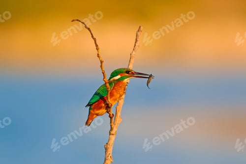 Preview: Colorful Bird. Nature Background.