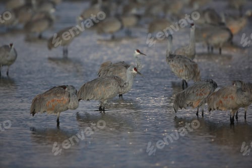 Preview: Sandhill Crane Bosque Del Apache Wildlife Reserve New Mexico Usa
