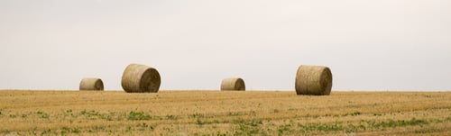 Preview: Hay Bales In A Field