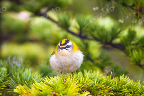 Preview: Cute Forest Bird. Common Firecrest / Regulus Ignicapilla