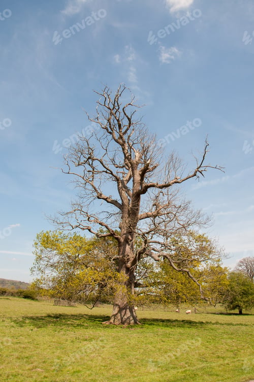 Preview: Craggy Old Oak Tree In An English Common.
