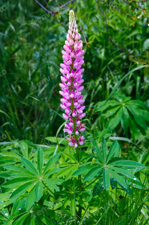 Preview: Lupin Flower After Rain