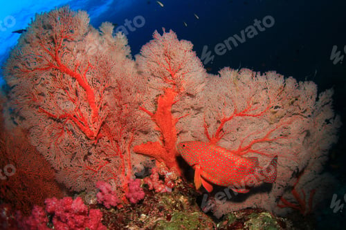 Preview: Grouper And Fan Coral Underwater