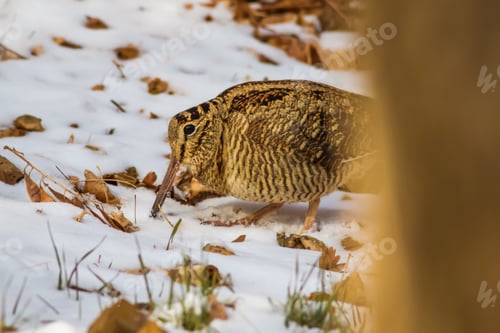 Preview: Winter, Dry Leaves And Woodcock. Camouflage Bird. Eurasian Woodcock. Scolopax Rusticola. Nature