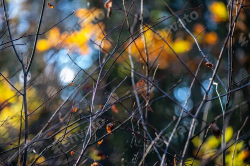 Preview: Autumn Gold Colored Leaves With Blur Background And Tree Branches With Sun Rays In Background