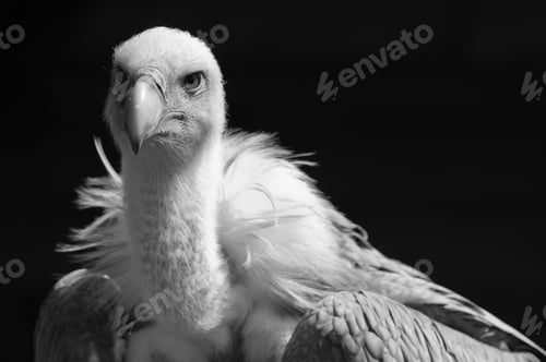Preview: European Griffon Vulture (Gyps Fulvus Fulvus)