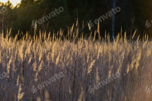Preview: Bents In Sunset By The Lake. Abstract Image With Blur Background