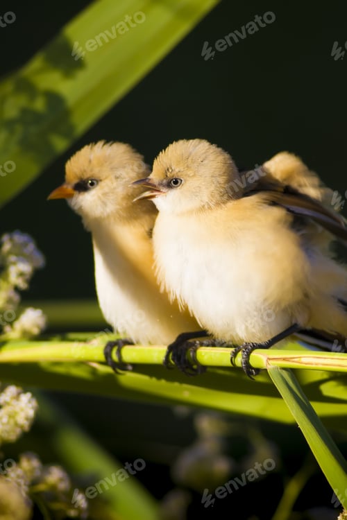 Preview: Cute Birds. Green Nature Background. Bearded Reedling / Panurus Biarmicus