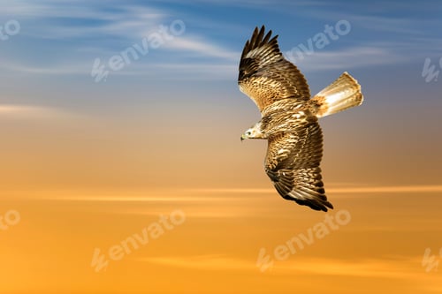 Preview: Flying Bird. Bird Of Prey. Colorful Sky Background.