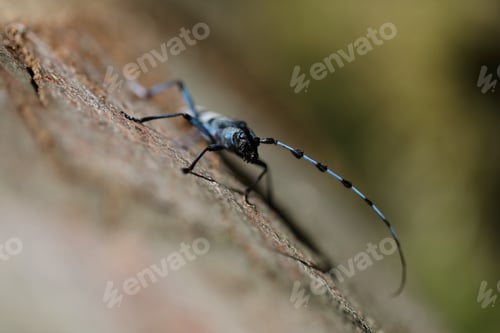 Preview: Rosalia Longicorn (Rosalia Alpina) Or Alpine Longhorn Beetle Swabian Jura Germany