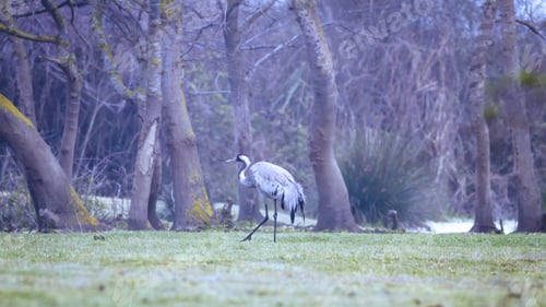Preview: Crane. Foggy Nature Background. Bird: Common Crane. Grus Grus.