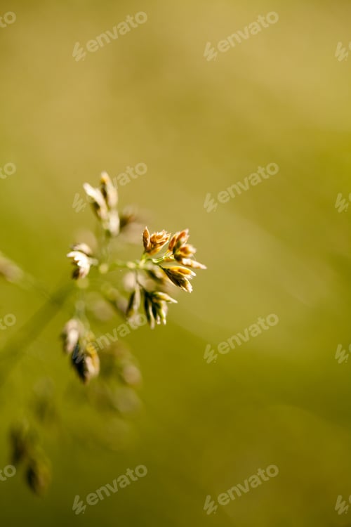 Preview: Green Plants Isolated On Natural Background With Beautiful Bokeh And Contour Light