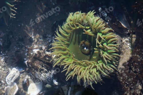 Preview: A Tidal Pool Filled With Sea Anemones And Mussels On The West Coast Oregon Usa