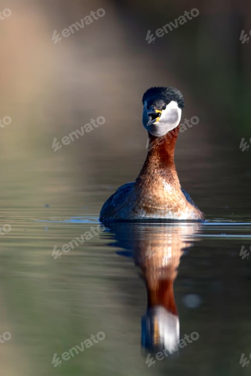 Preview: Swimming Bird. Nature Background. Bird: Red Necked Grebe. Podiceps Grisegena.