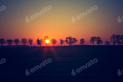 Preview: Vintage Photo Of Close Up Sunset Over Withered Trees Alley
