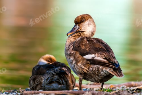 Preview: Cute Ducks. Colorful Nature Background. Duck: Red Crested Pochard.