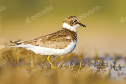 Preview: Cute Little Water Bird. Yellow, Green Water Nature Habitat Background. Bird: Common Ringed Plover.