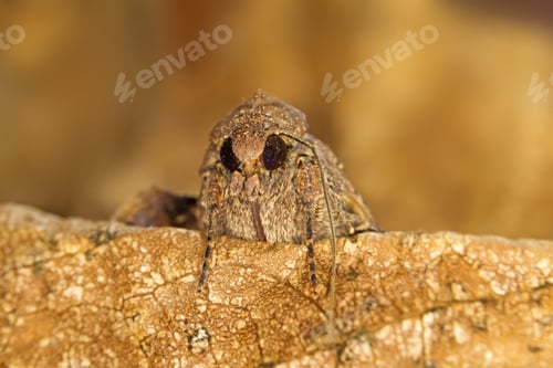 Preview: Moth Mocro Photo. Yellow Brown Natural Background.