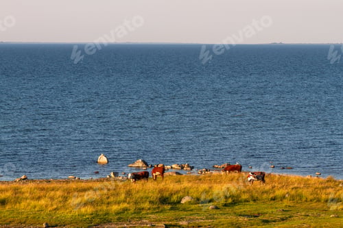 Preview: Muhu Island Coastline