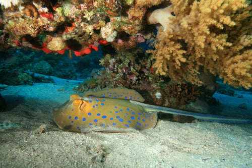 Preview: Bluespotted Stinray (Taeniura Lymma)