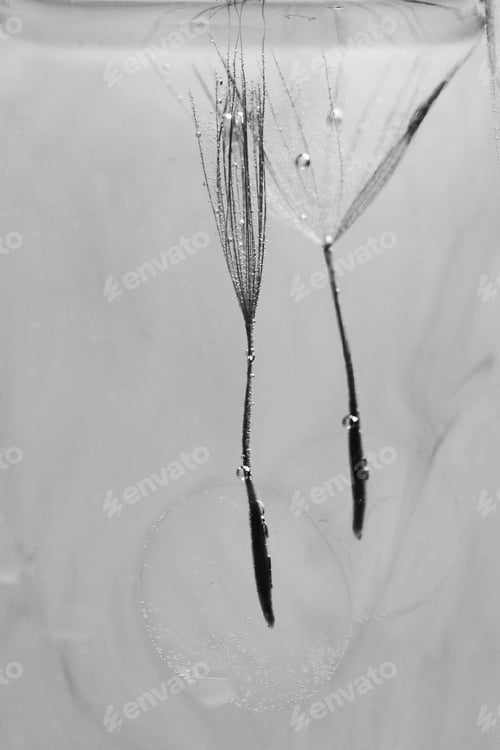 Preview: Abstract With Water With Colored Ink And Dandelion Seeds