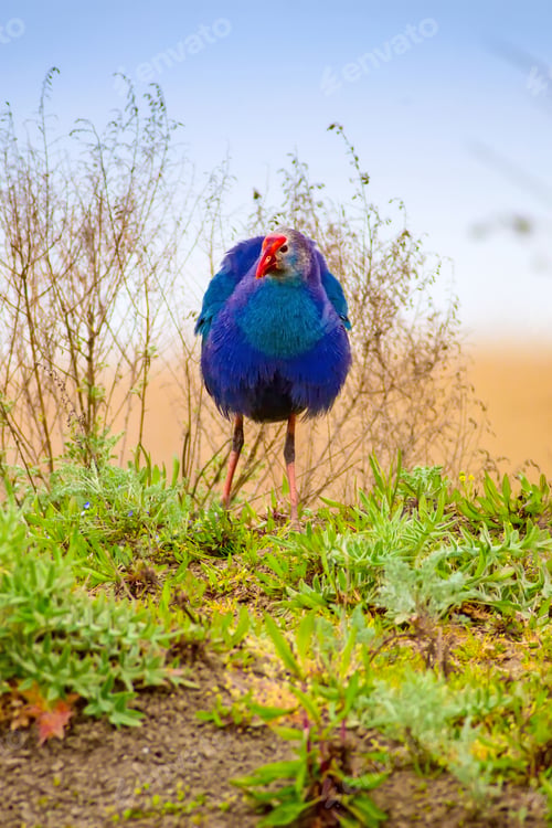Preview: Blue Bird. Purple Swamphen. Nature Background.